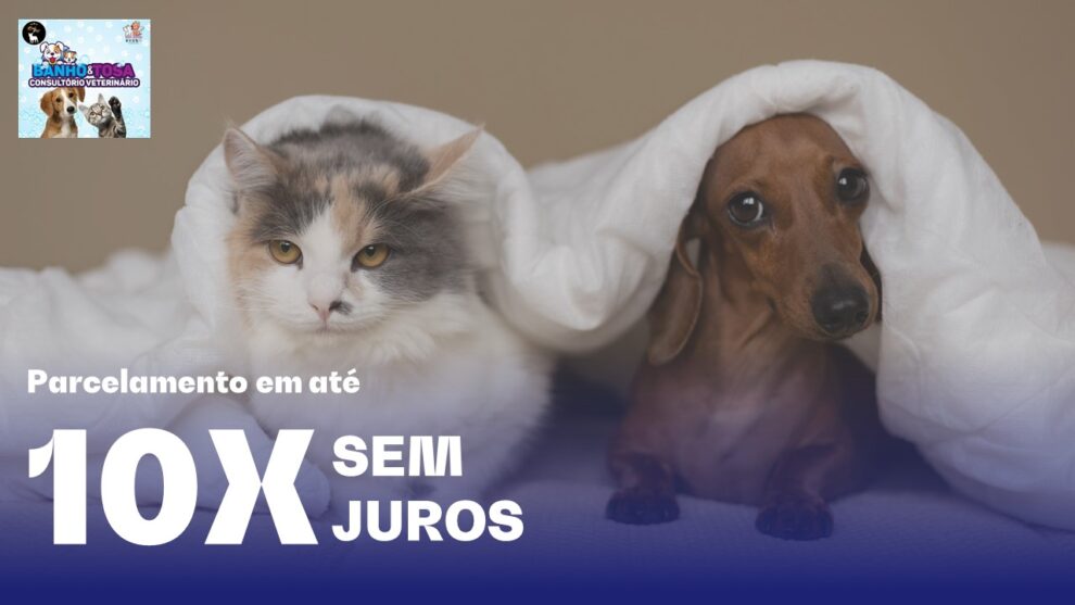 Meu Santo Bicho E Real Pet